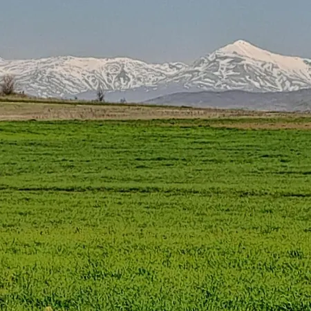 Oasis *
